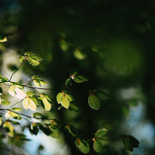 Geigenbaumeister Baiersdorf